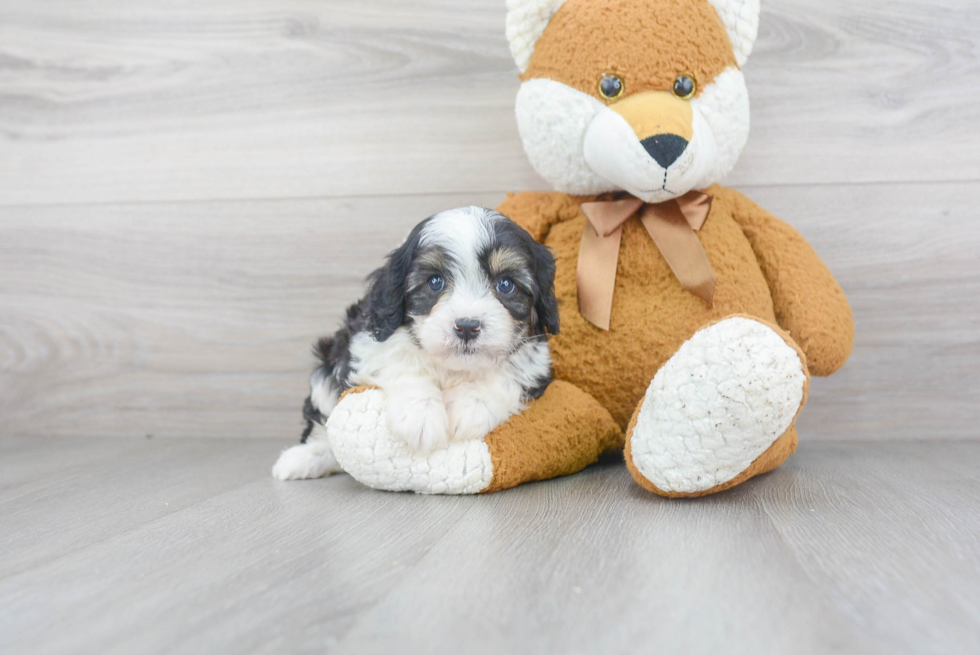 Cavapoo Puppy for Adoption