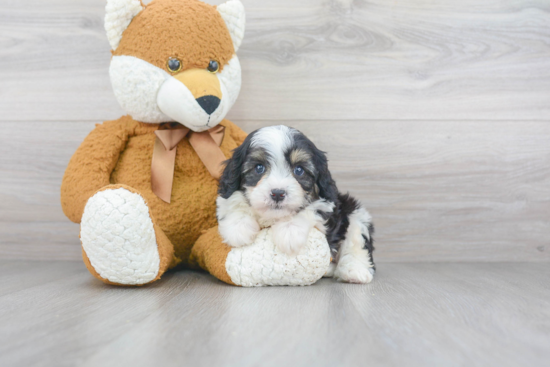 Cute Cavapoo Baby