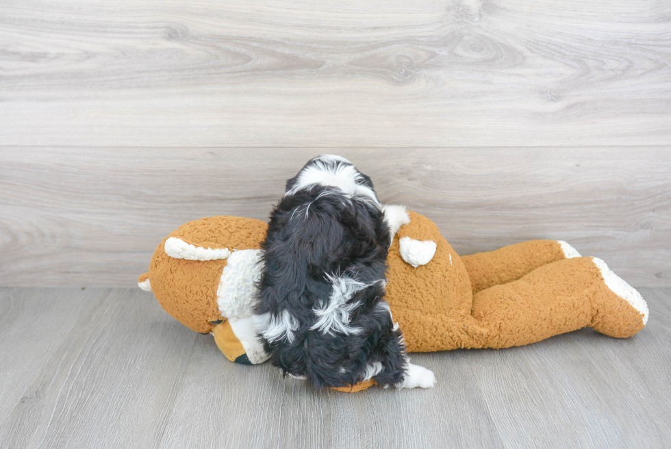 Funny Cavapoo Poodle Mix Pup