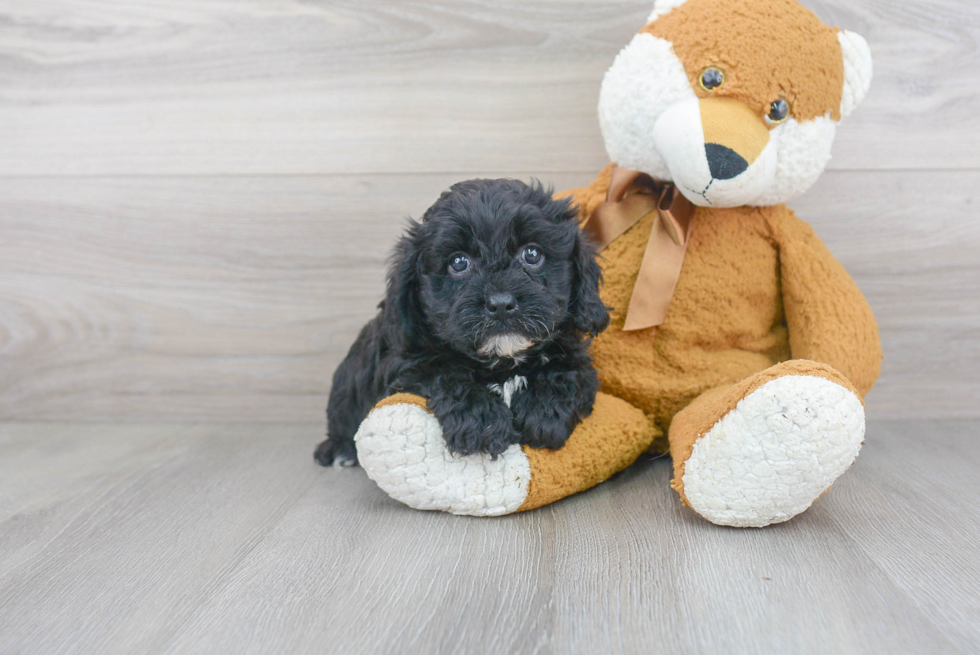 Cavapoo Puppy for Adoption