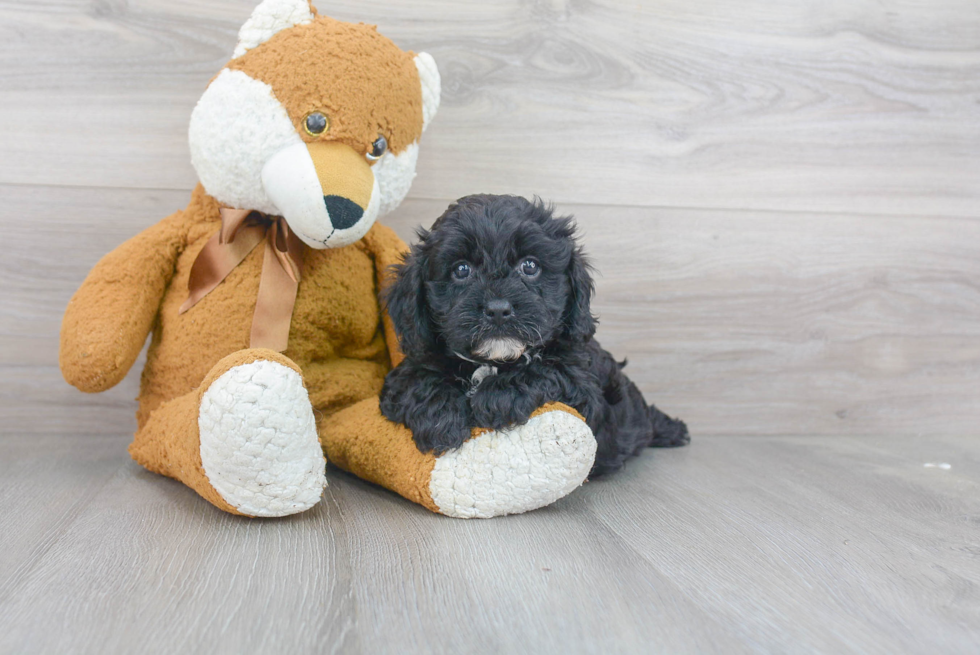 Funny Cavapoo Poodle Mix Pup