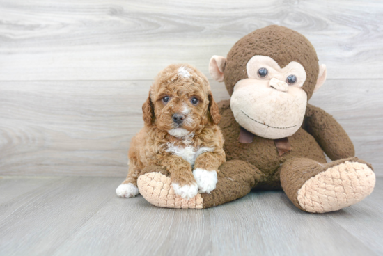 Hypoallergenic Cavoodle Poodle Mix Puppy