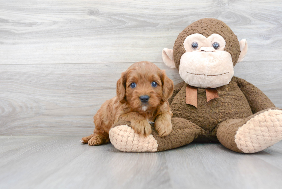 Best Cavapoo Baby