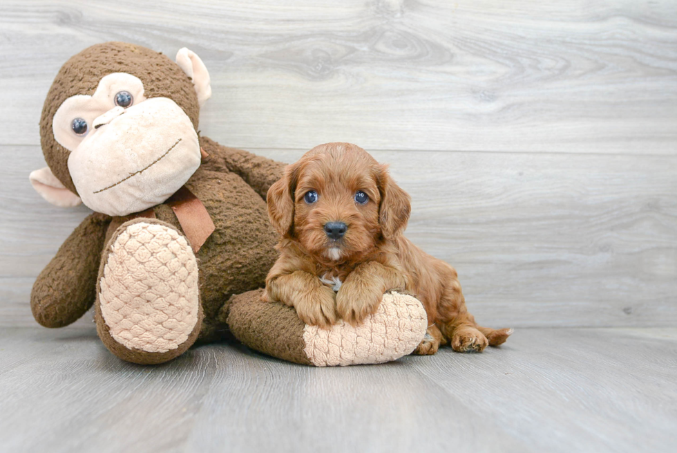 Small Cavapoo Baby