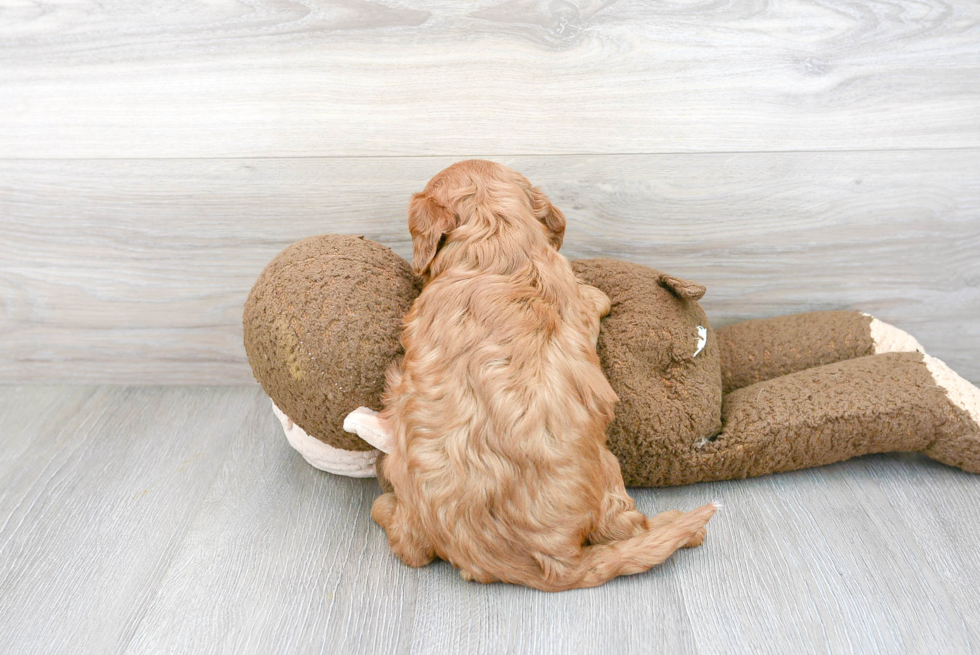 Cavapoo Puppy for Adoption