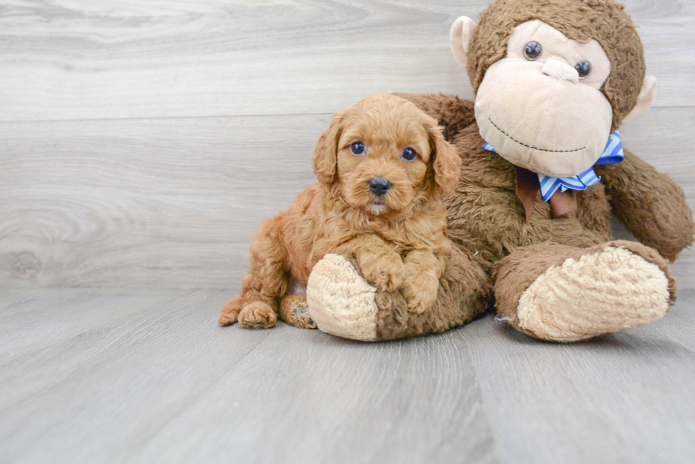 Cavapoo Puppy for Adoption