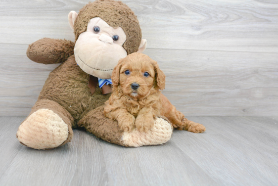 Petite Cavapoo Poodle Mix Pup