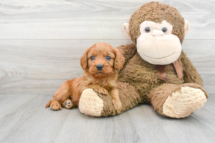 Cavapoo Pup Being Cute