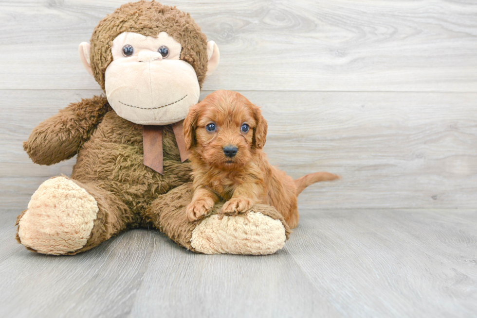 Cavapoo Pup Being Cute