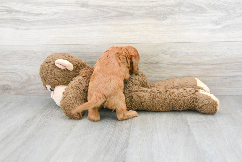 Playful Cavoodle Poodle Mix Puppy