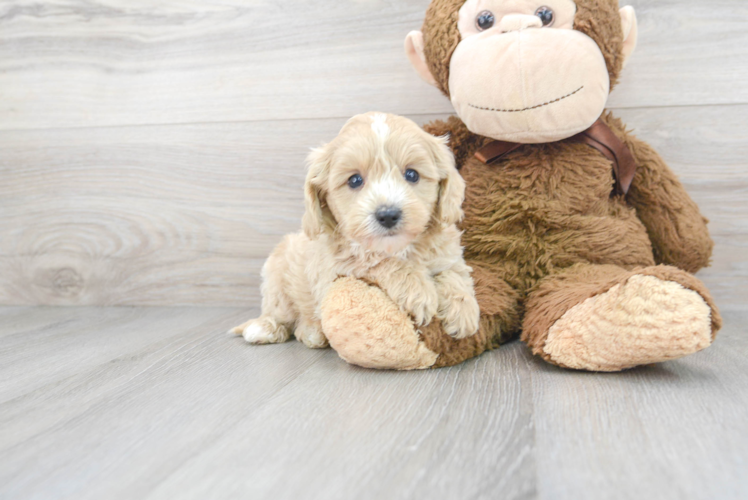 Cavapoo Puppy for Adoption