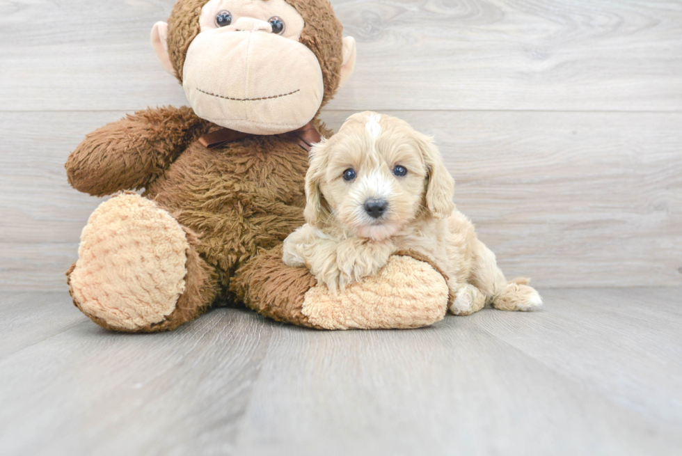 Cavapoo Pup Being Cute