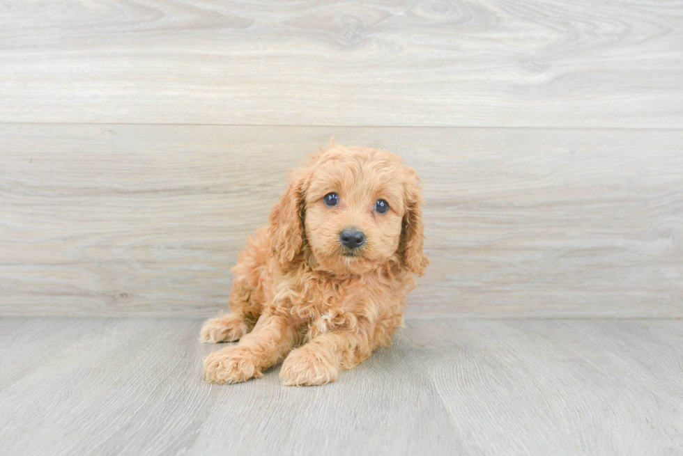 Best Cavapoo Baby