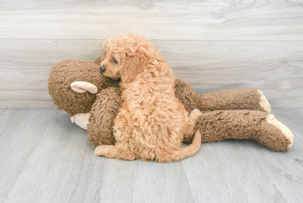 Cute Cavoodle Poodle Mix Puppy