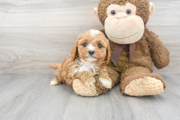 Cute Cavapoo Baby