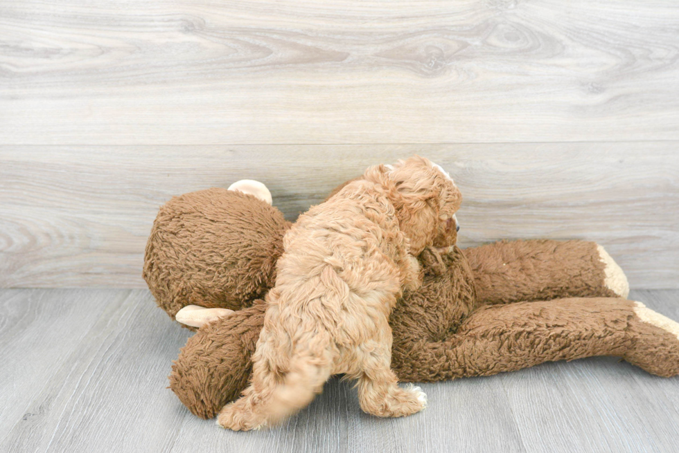 Cavapoo Pup Being Cute