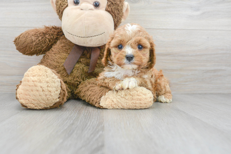 Cavapoo Puppy for Adoption