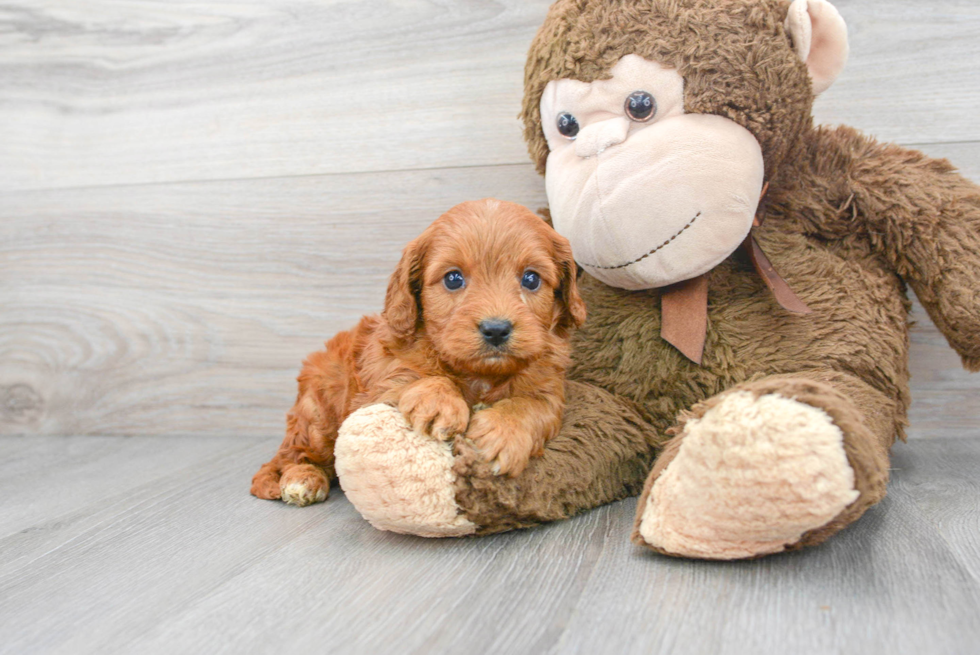 Best Cavapoo Baby