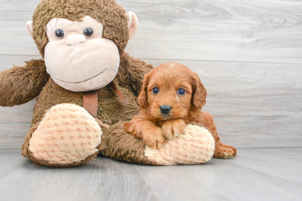 Petite Cavapoo Poodle Mix Pup