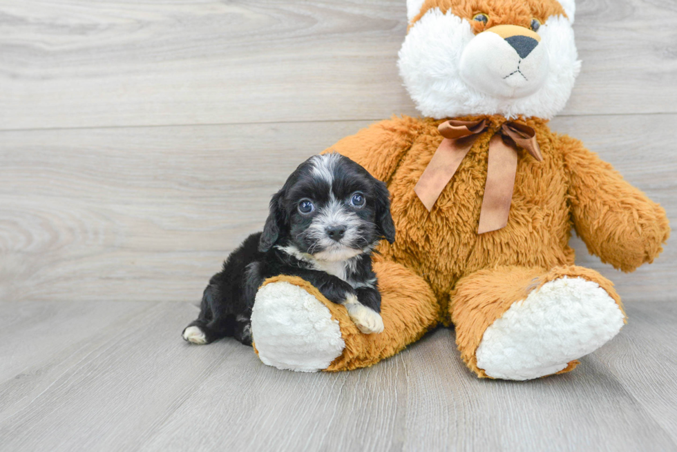 Cavapoo Pup Being Cute