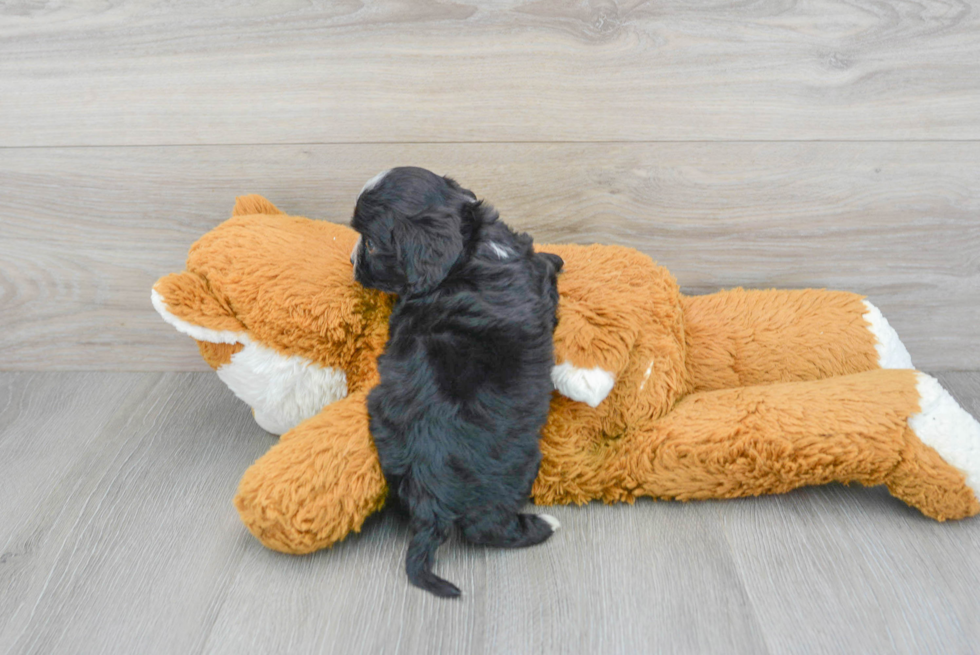 Energetic Cavoodle Poodle Mix Puppy