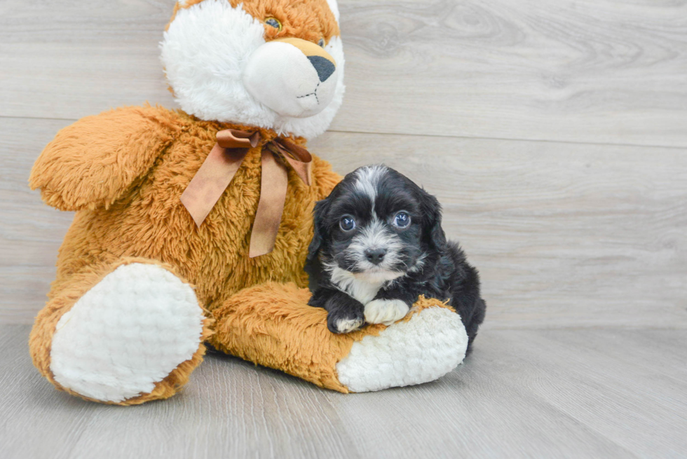 Cavapoo Puppy for Adoption