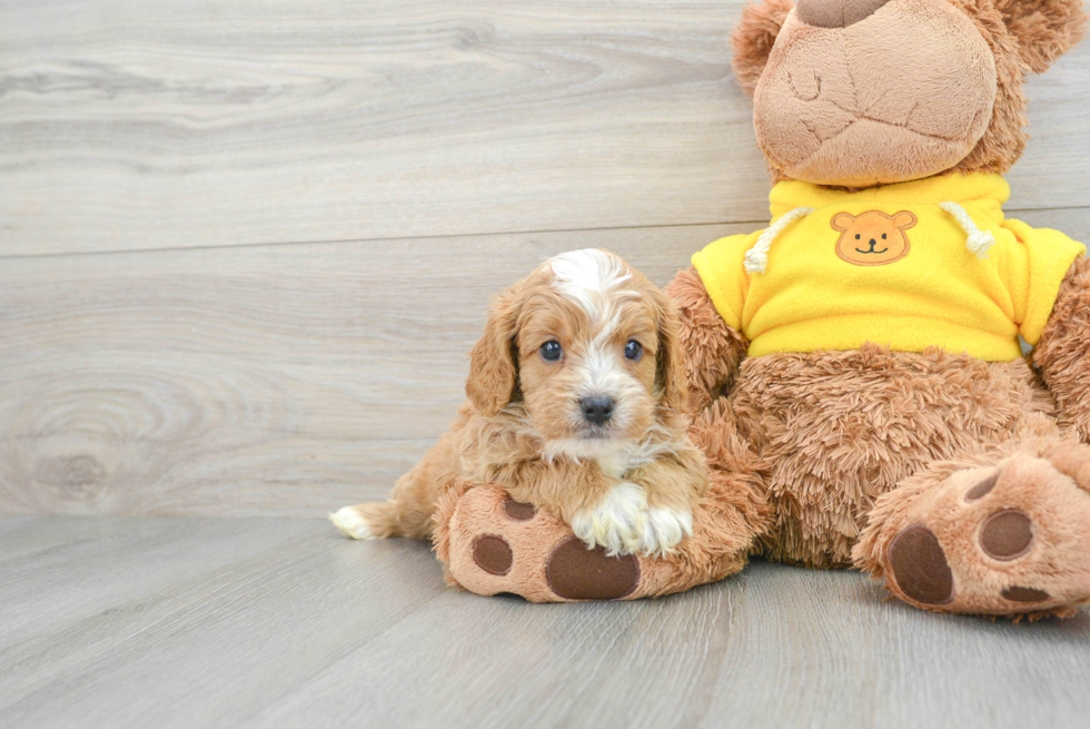 Cavapoo Pup Being Cute