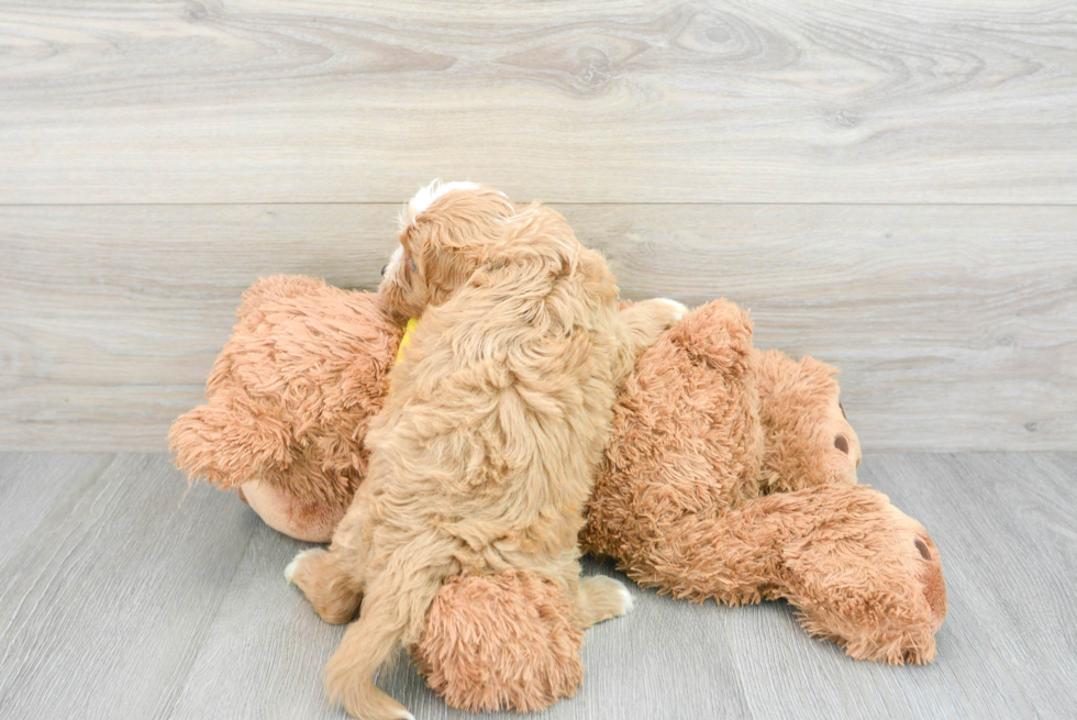 Adorable Cavoodle Poodle Mix Puppy