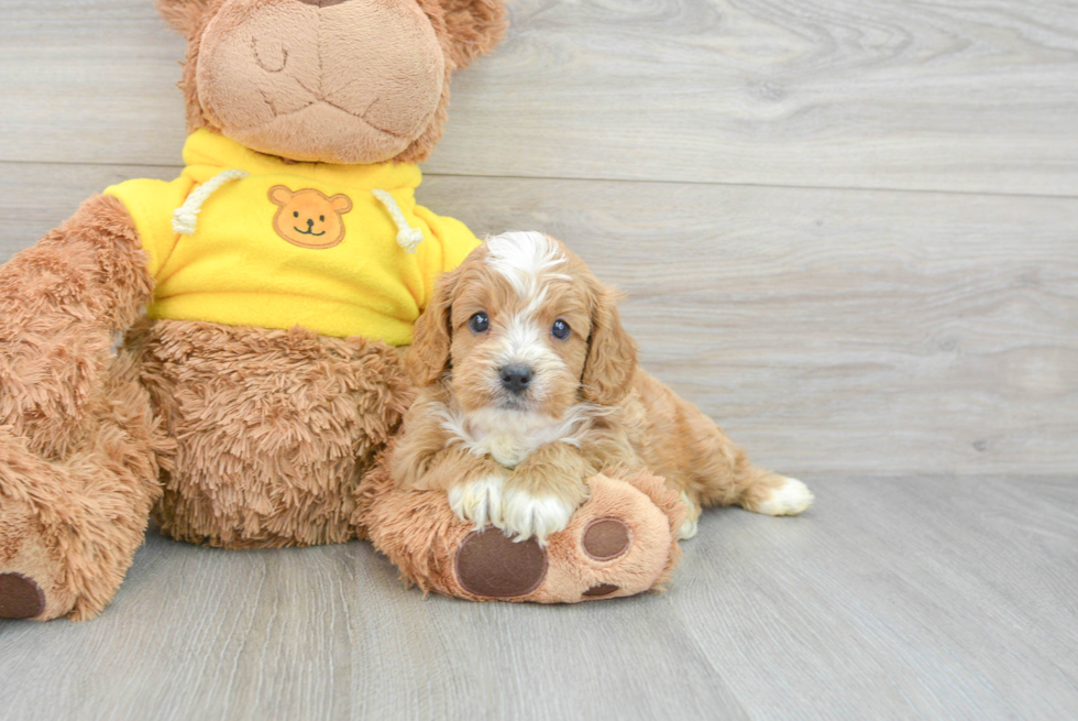 Hypoallergenic Cavoodle Poodle Mix Puppy