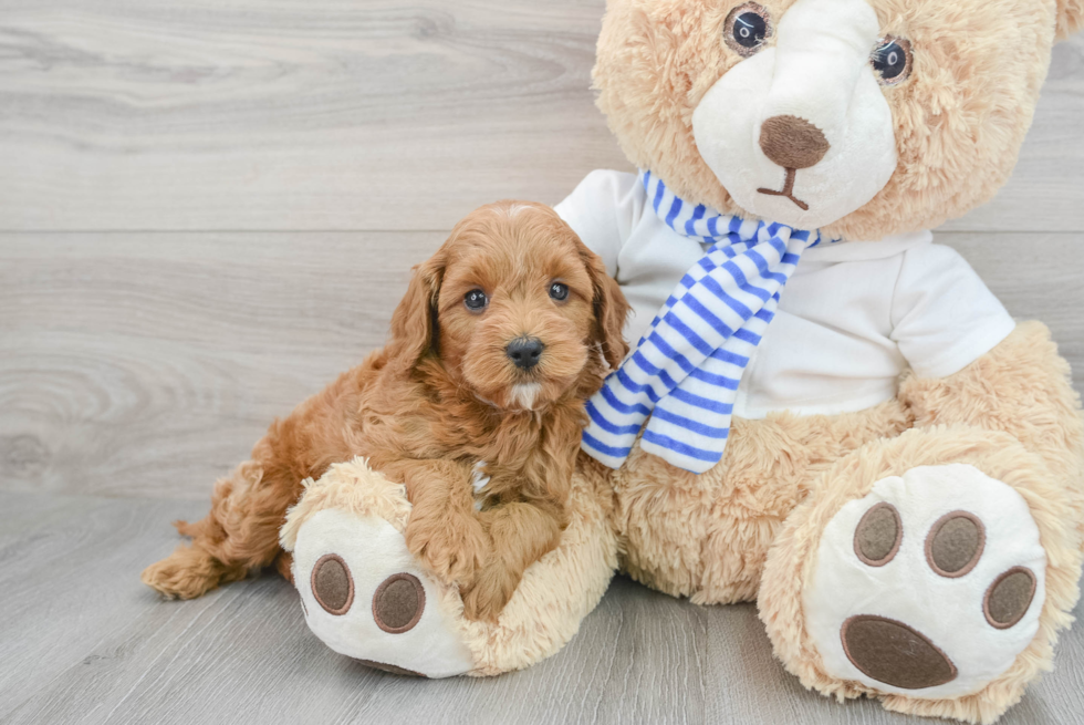 Cavapoo Pup Being Cute