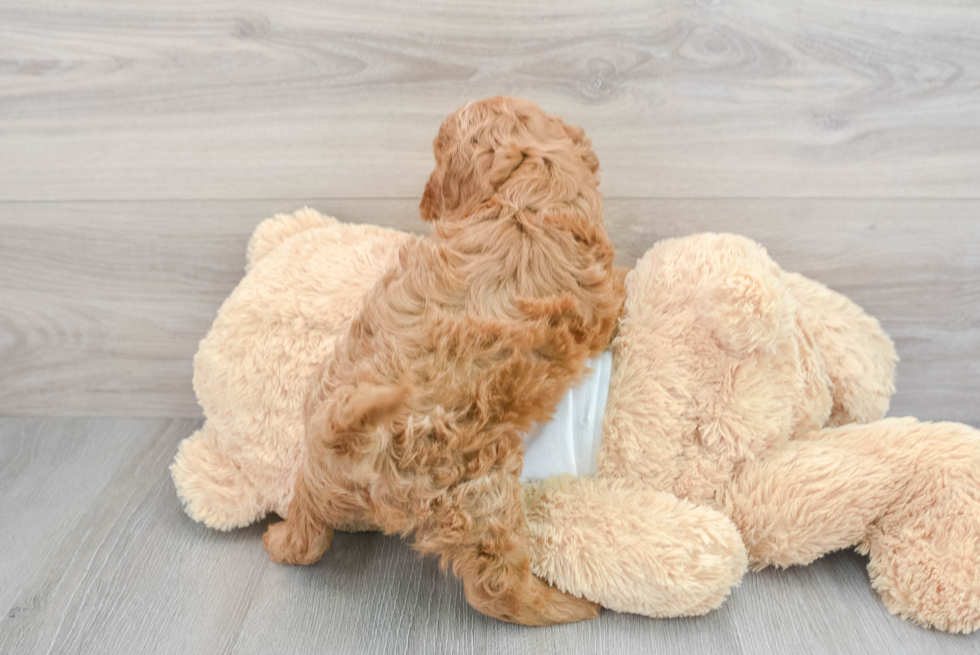 Petite Cavapoo Poodle Mix Pup