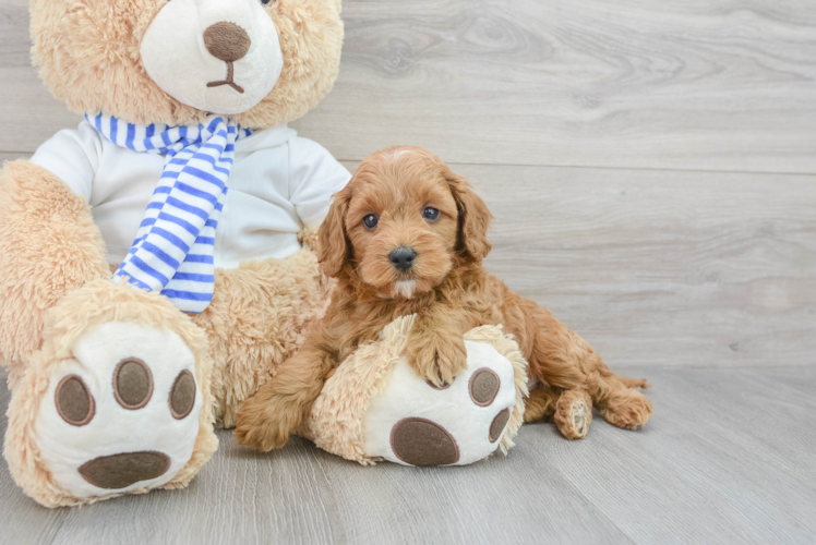 Happy Cavapoo Baby