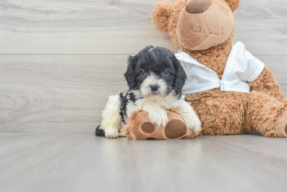 Cute Cavapoo Baby