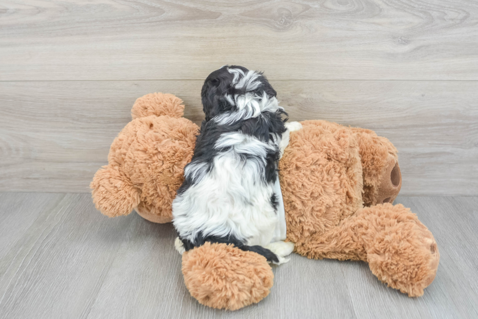 Cavapoo Pup Being Cute