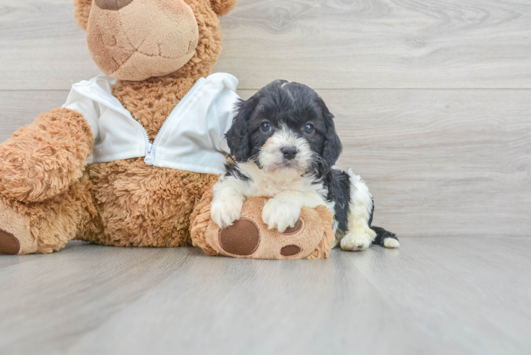 Happy Cavapoo Baby