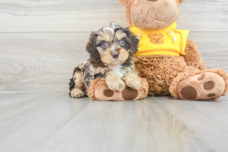 Smart Cavapoo Poodle Mix Pup