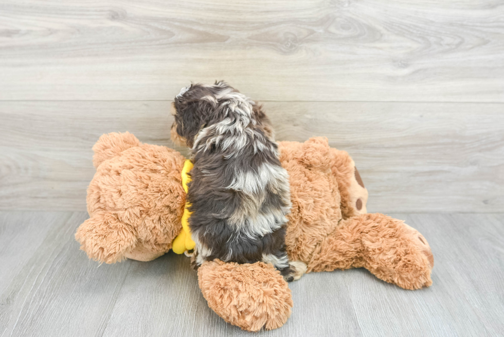 Friendly Cavapoo Baby