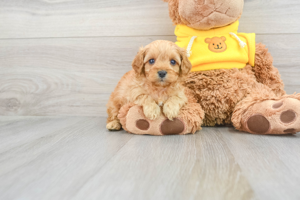 Cavapoo Pup Being Cute