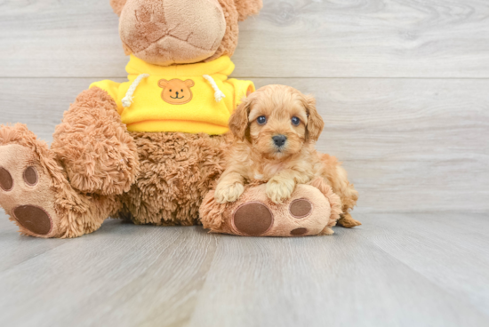 Cavapoo Pup Being Cute