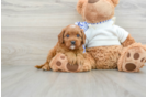 Best Cavapoo Baby