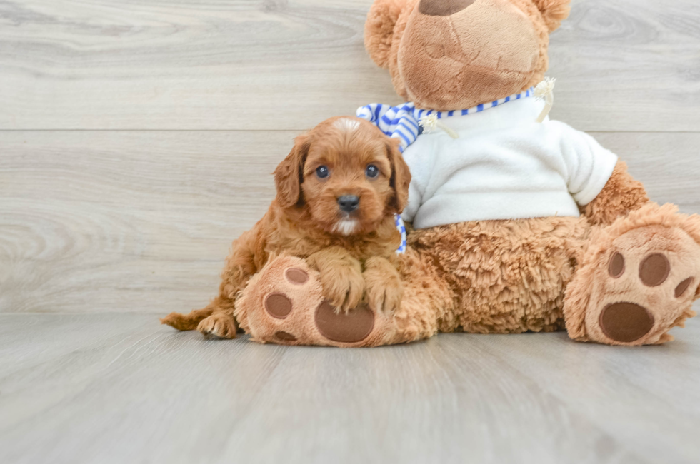 6 week old Cavapoo Puppy For Sale - Premier Pups