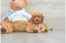 Playful Cavapoodle Poodle Mix Puppy