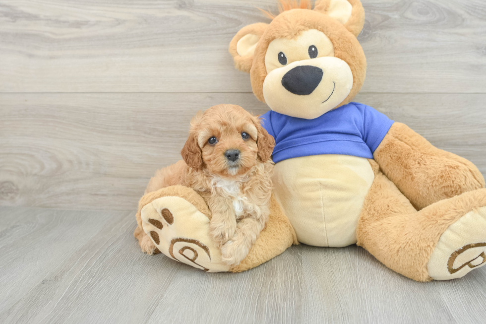 Cute Cavapoo Baby