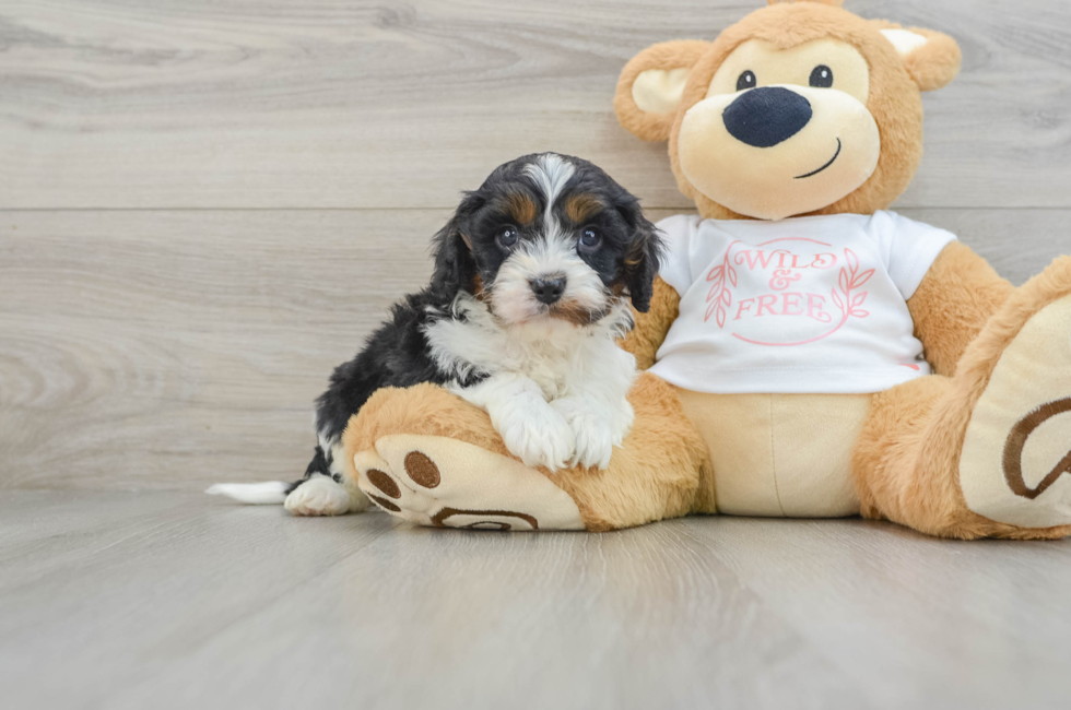 6 week old Cavapoo Puppy For Sale - Premier Pups