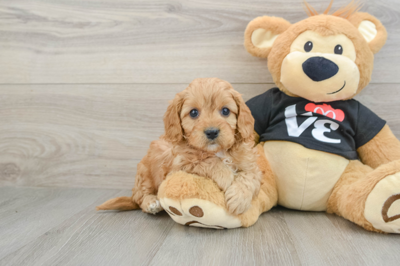 Meet Fitz - our Cavapoo Puppy Photo 1/3 - Premier Pups