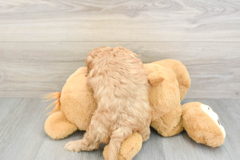 Meet Fitz - our Cavapoo Puppy Photo 2/3 - Premier Pups