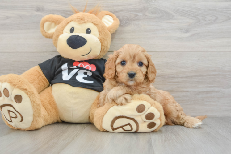 Adorable Cavalier King Charles Spaniel and Poodle Mix Poodle Mix Puppy