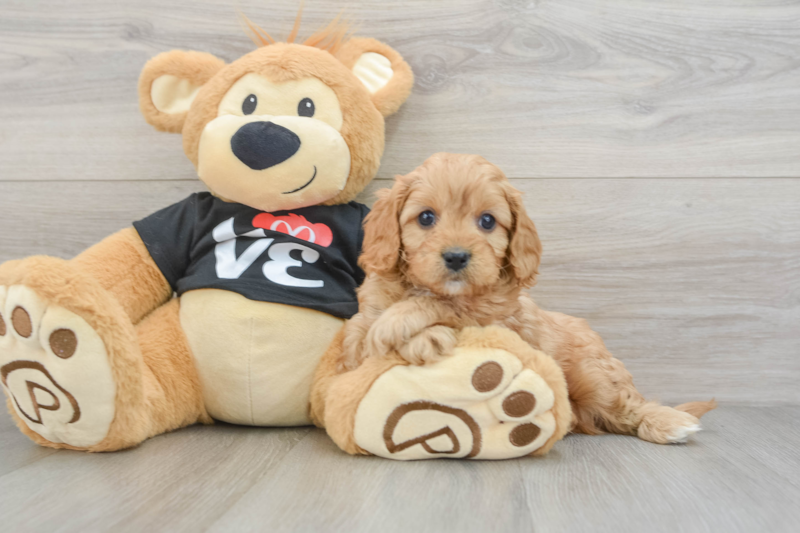 Meet Fitz - our Cavapoo Puppy Photo 3/3 - Premier Pups