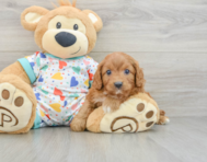9 week old Cavapoo Puppy For Sale - Premier Pups