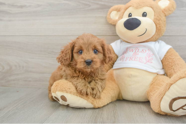 Playful Cavapoodle Poodle Mix Puppy